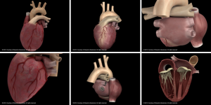 Preview on heart pictures